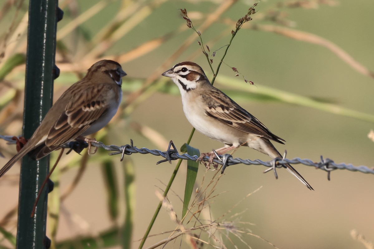 Lark Sparrow - ML646150957