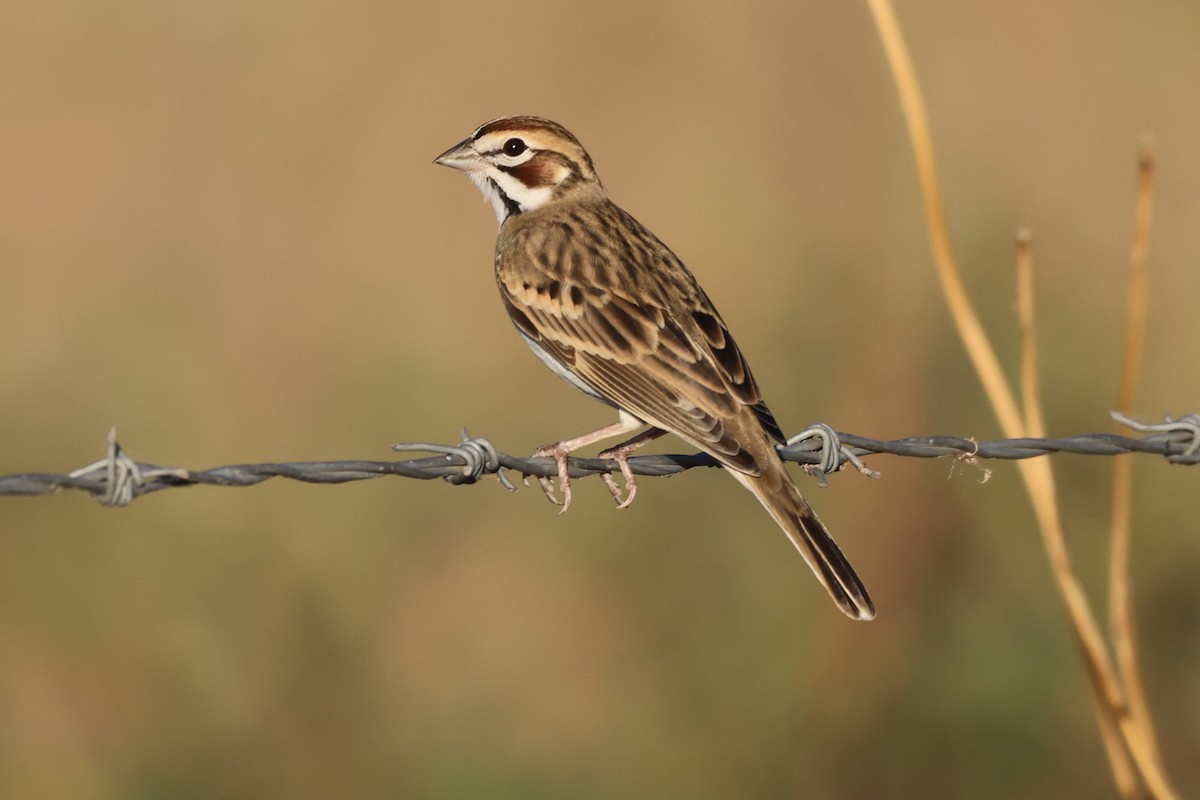 Lark Sparrow - ML646150958