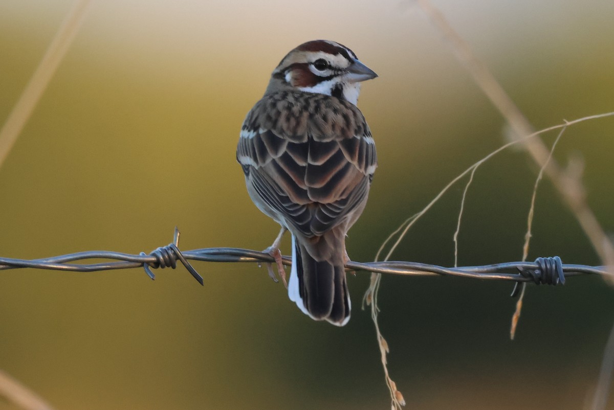 Lark Sparrow - ML646150959