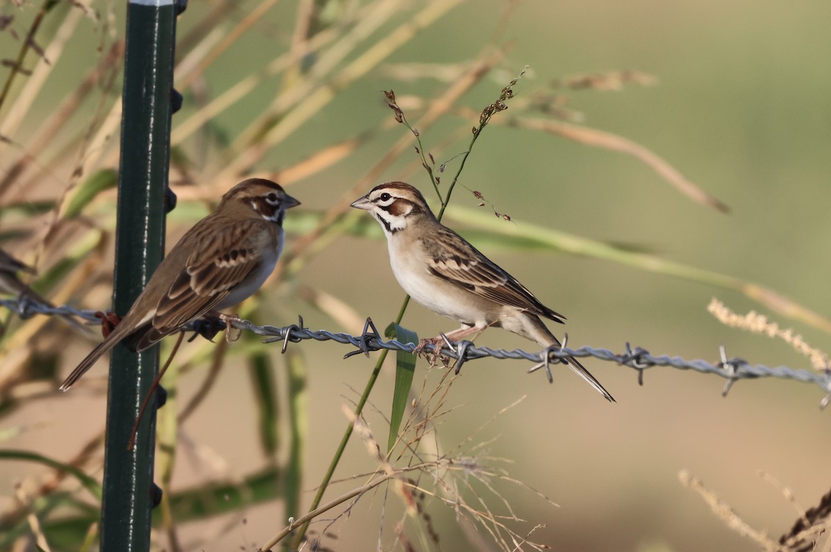 Lark Sparrow - ML646150960