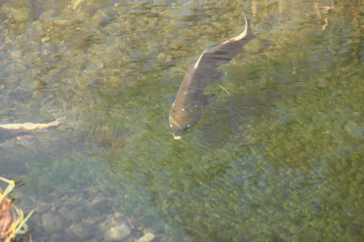 銀鮭 - ML646150961