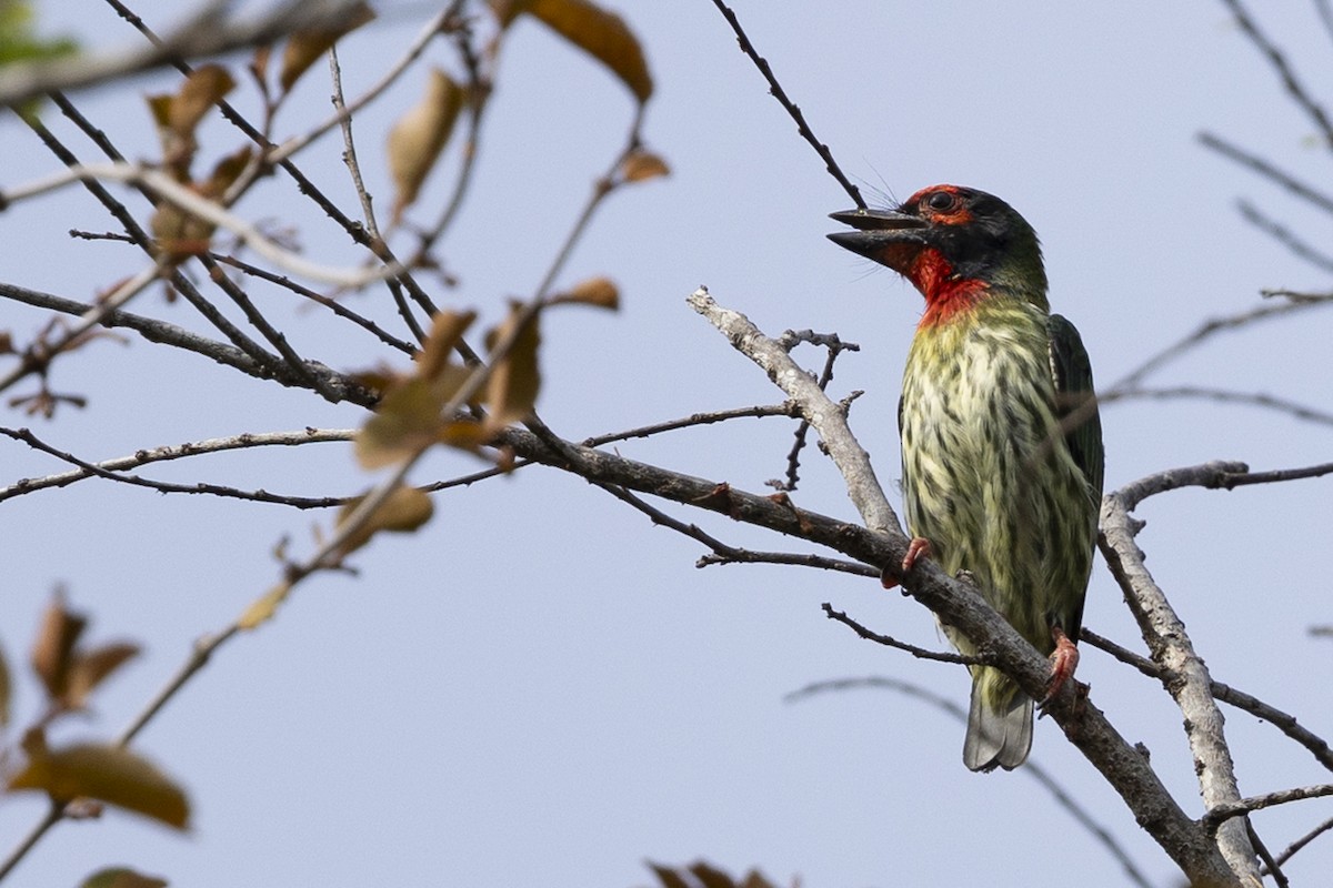 Coppersmith Barbet - ML646150963