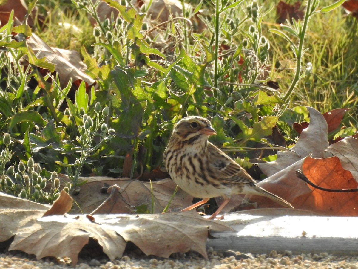 Savannah Sparrow - ML646150965