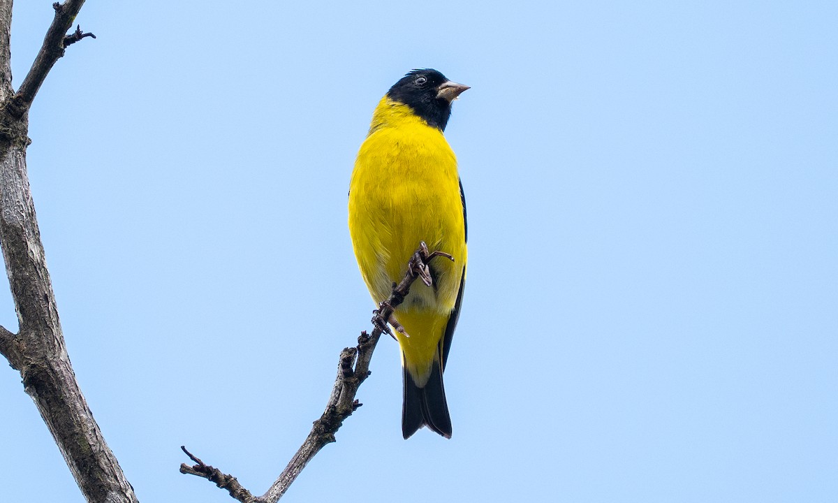 Hooded Siskin - ML646150966