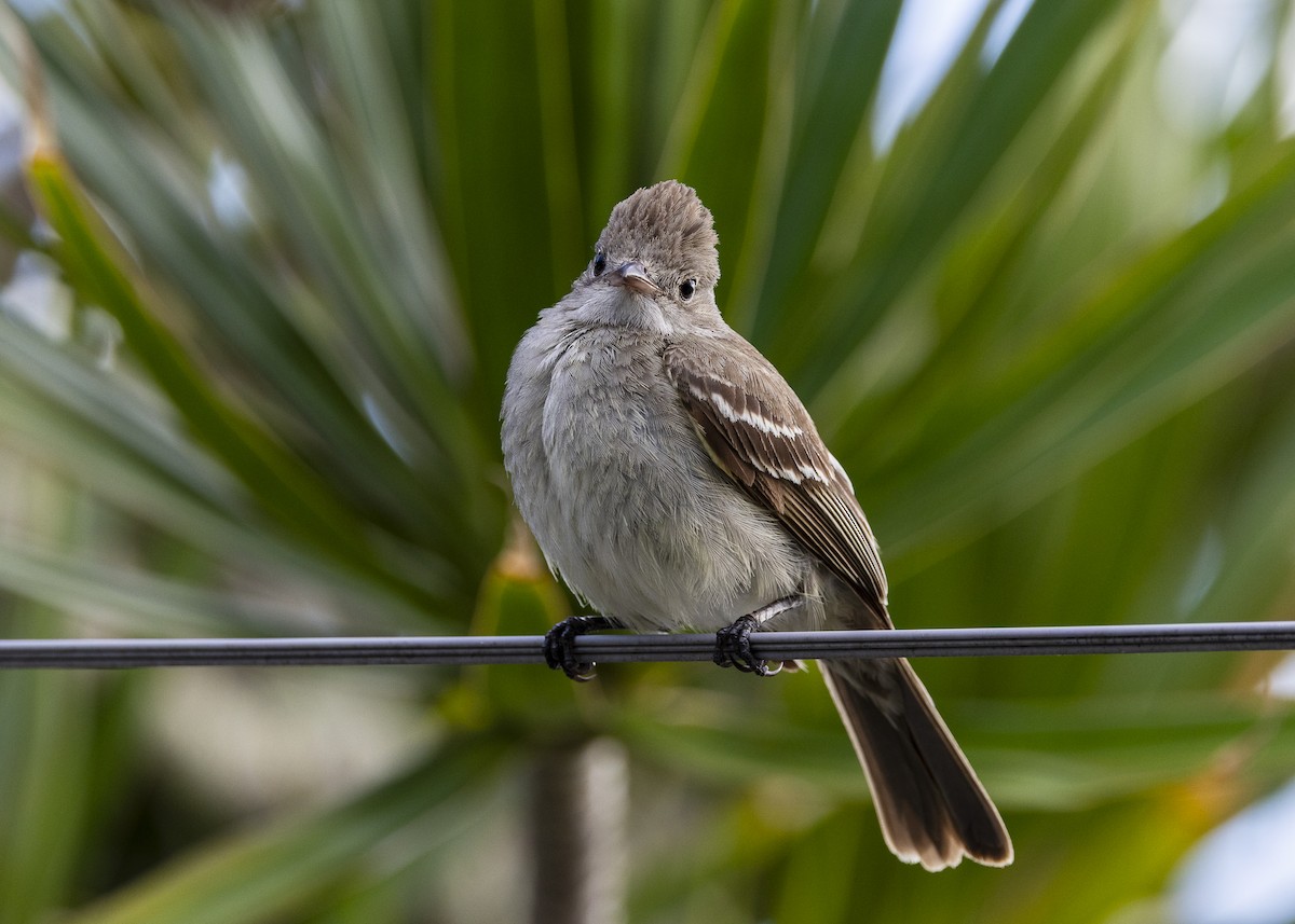 Yellow-bellied Elaenia - ML646150968