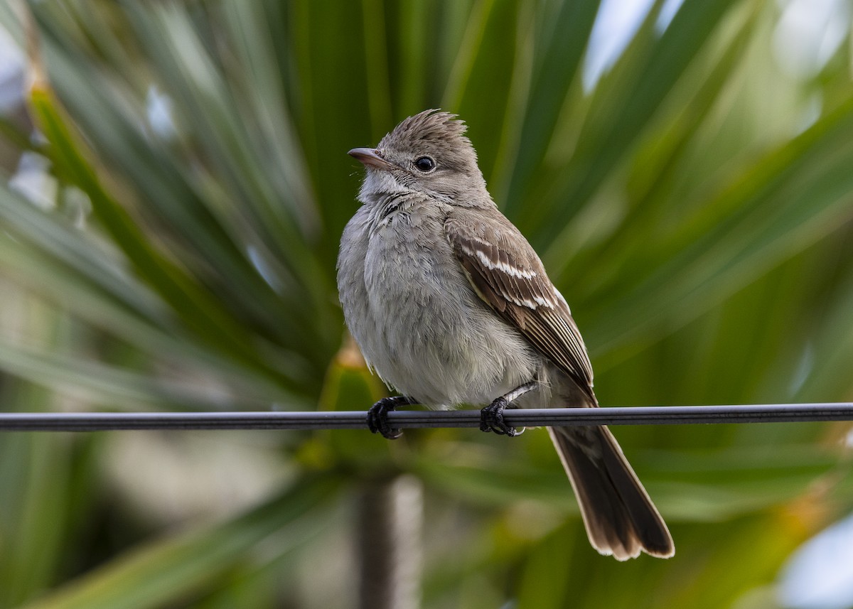 Yellow-bellied Elaenia - ML646150969