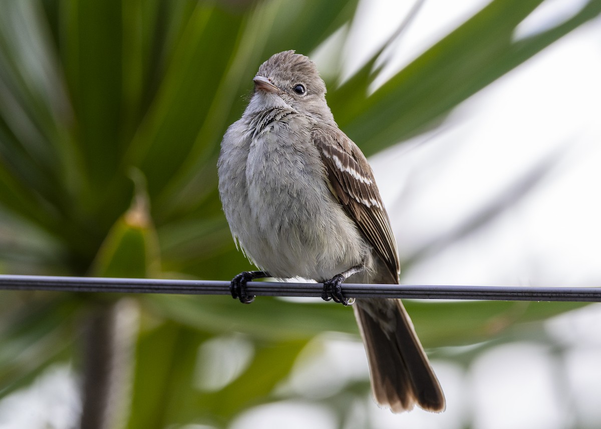 Yellow-bellied Elaenia - ML646150970