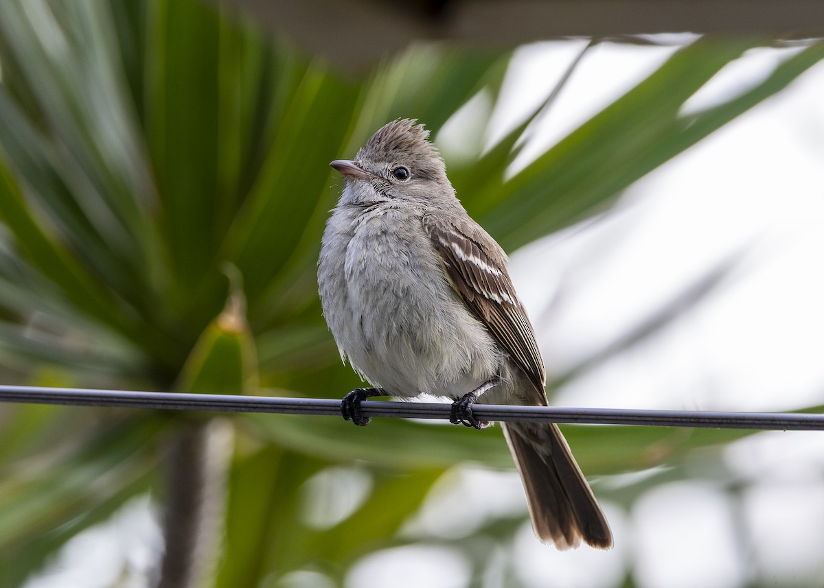 Yellow-bellied Elaenia - ML646150971
