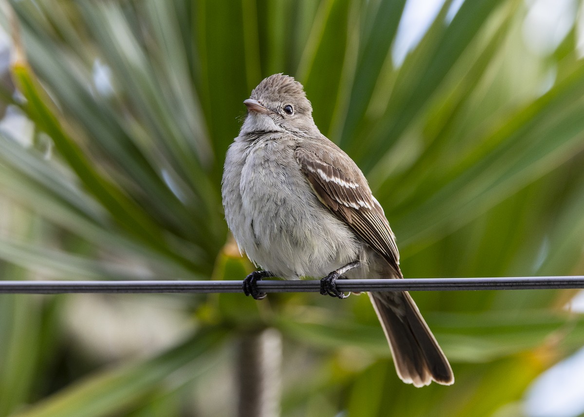 Yellow-bellied Elaenia - ML646150972