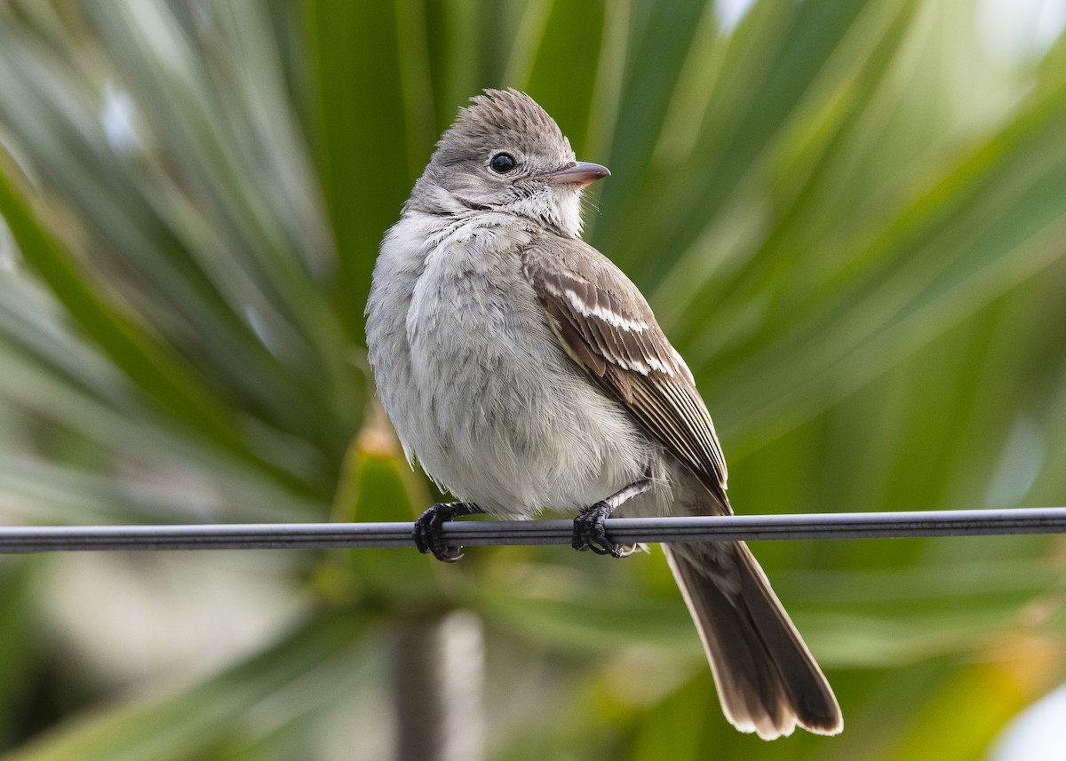 Yellow-bellied Elaenia - ML646150973