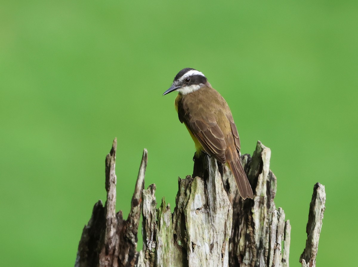 Lesser Kiskadee - ML646150974