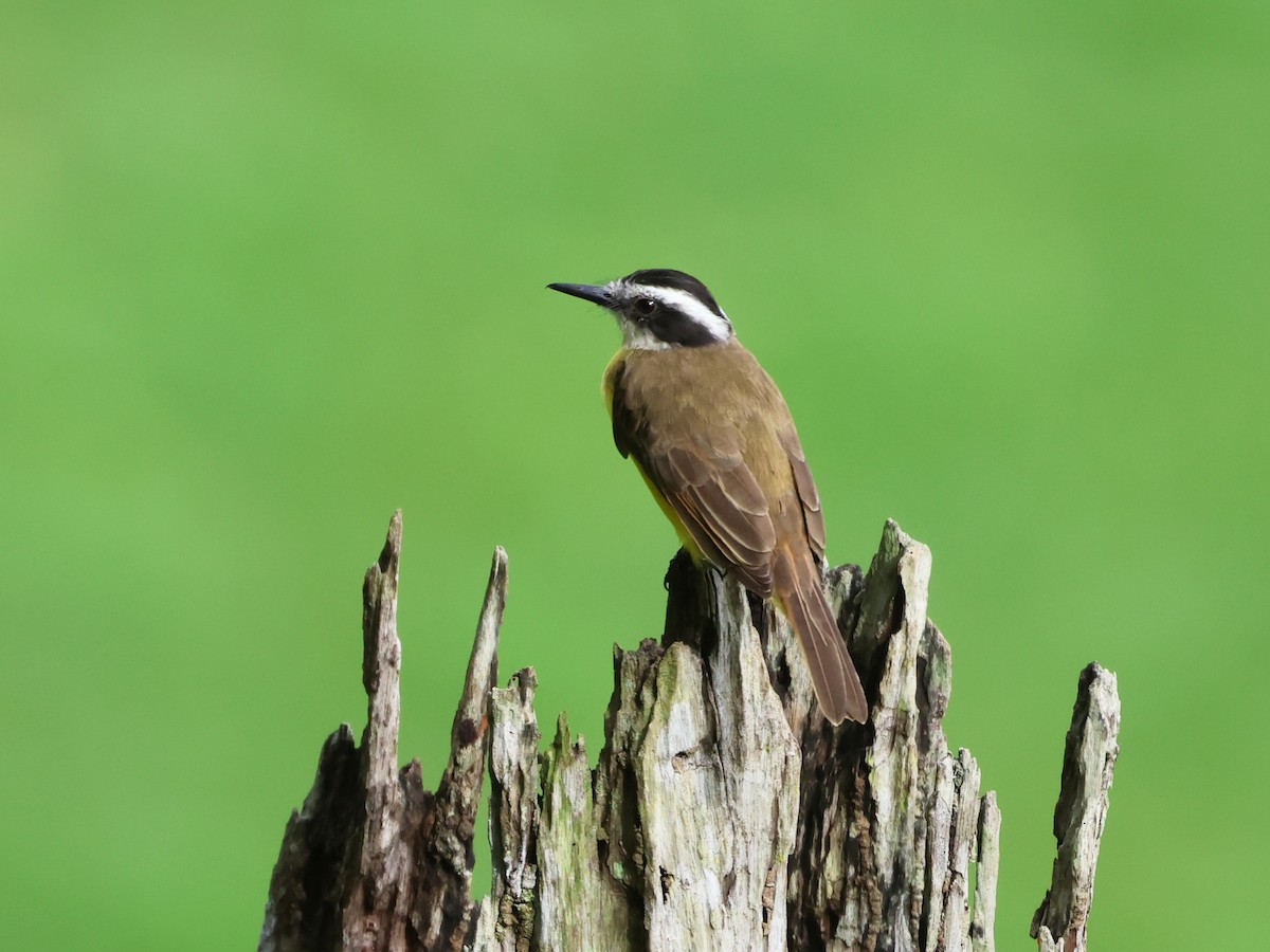 Lesser Kiskadee - ML646150975