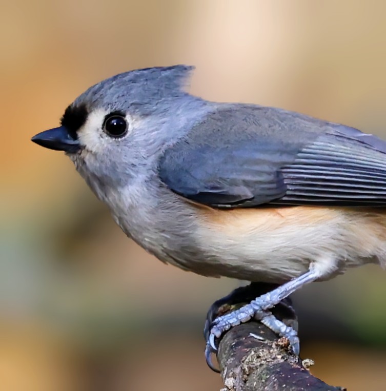 Tufted Titmouse - ML646150976