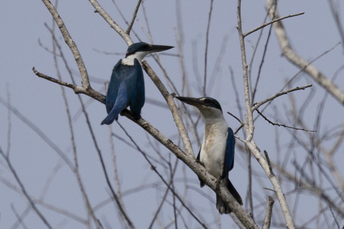 Collared Kingfisher - ML646150977