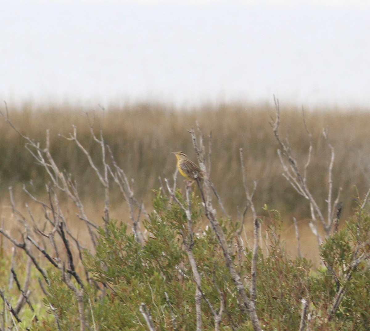 Eastern Meadowlark - ML646150978
