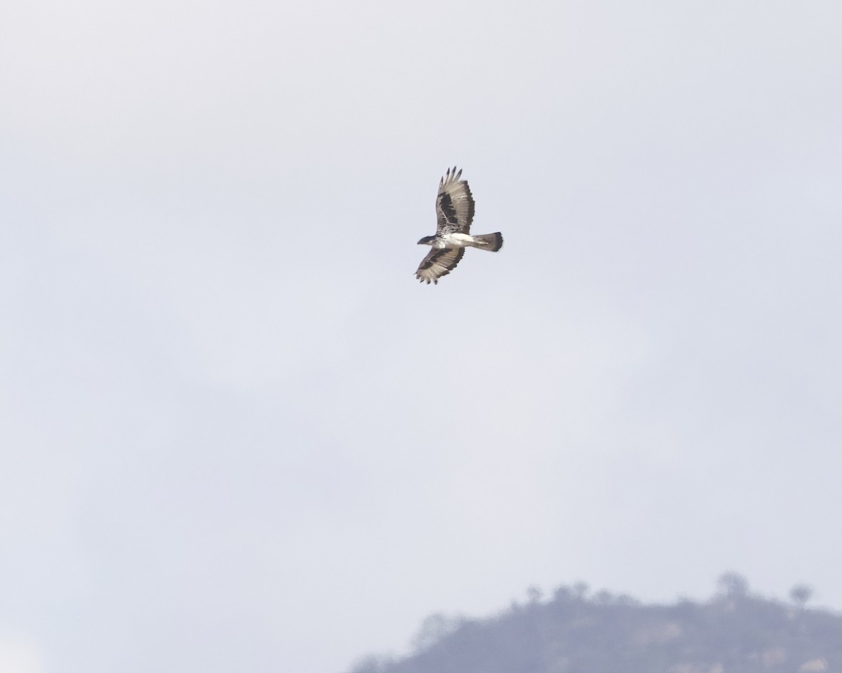 African Hawk-Eagle - ML646150983