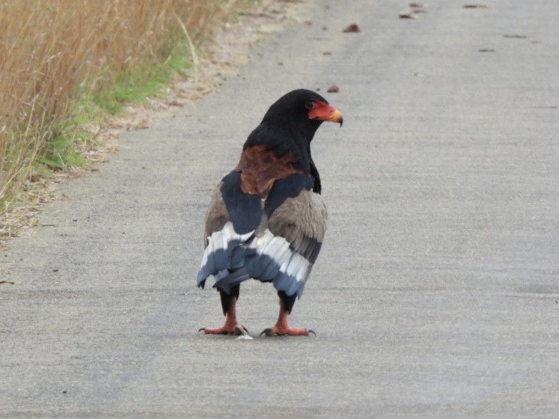 Bateleur - ML646150984