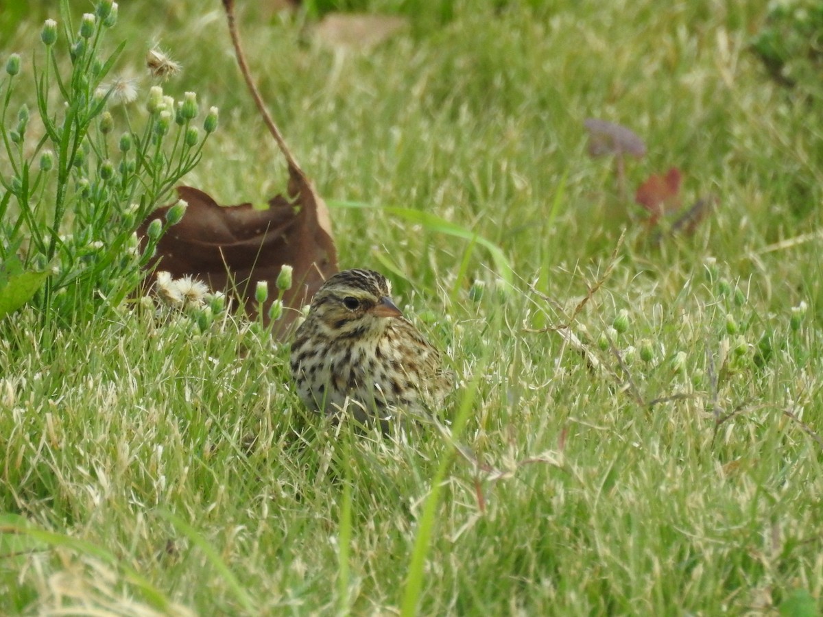Savannah Sparrow - ML646150985