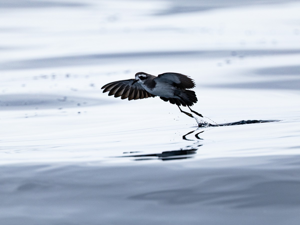 White-faced Storm-Petrel - ML646150987
