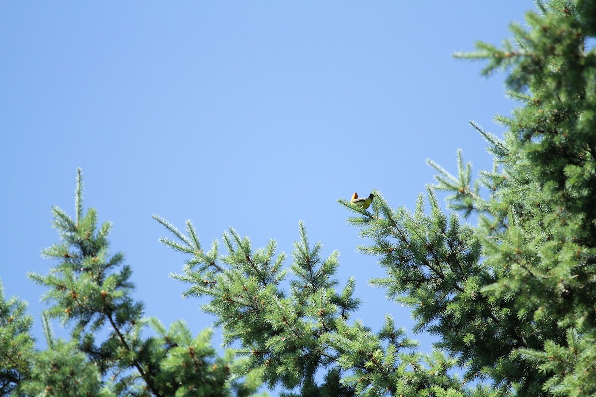 Western Tanager - ML646150988