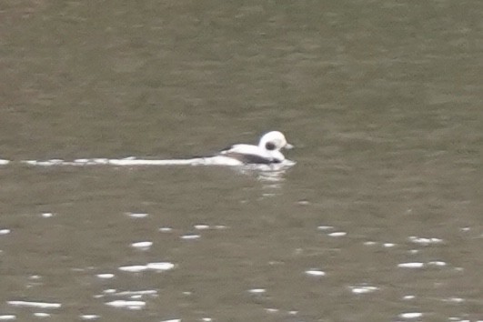 Long-tailed Duck - ML646150989