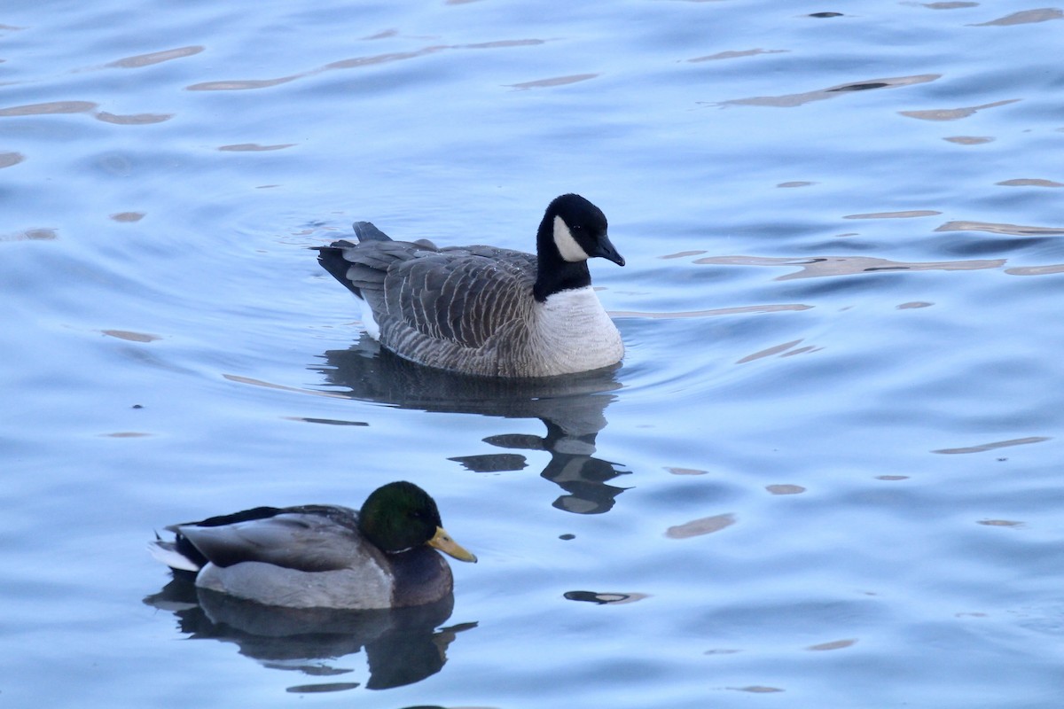 Canada Goose - ML646150990