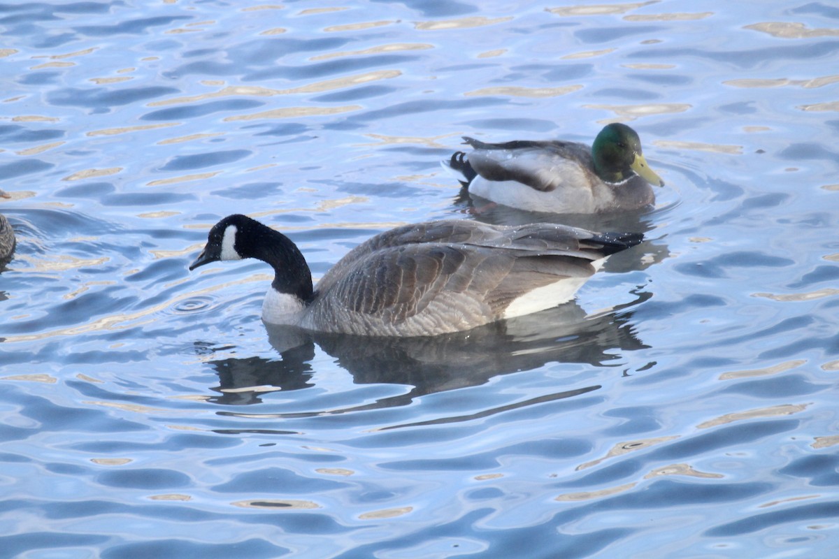 Canada Goose - ML646150991