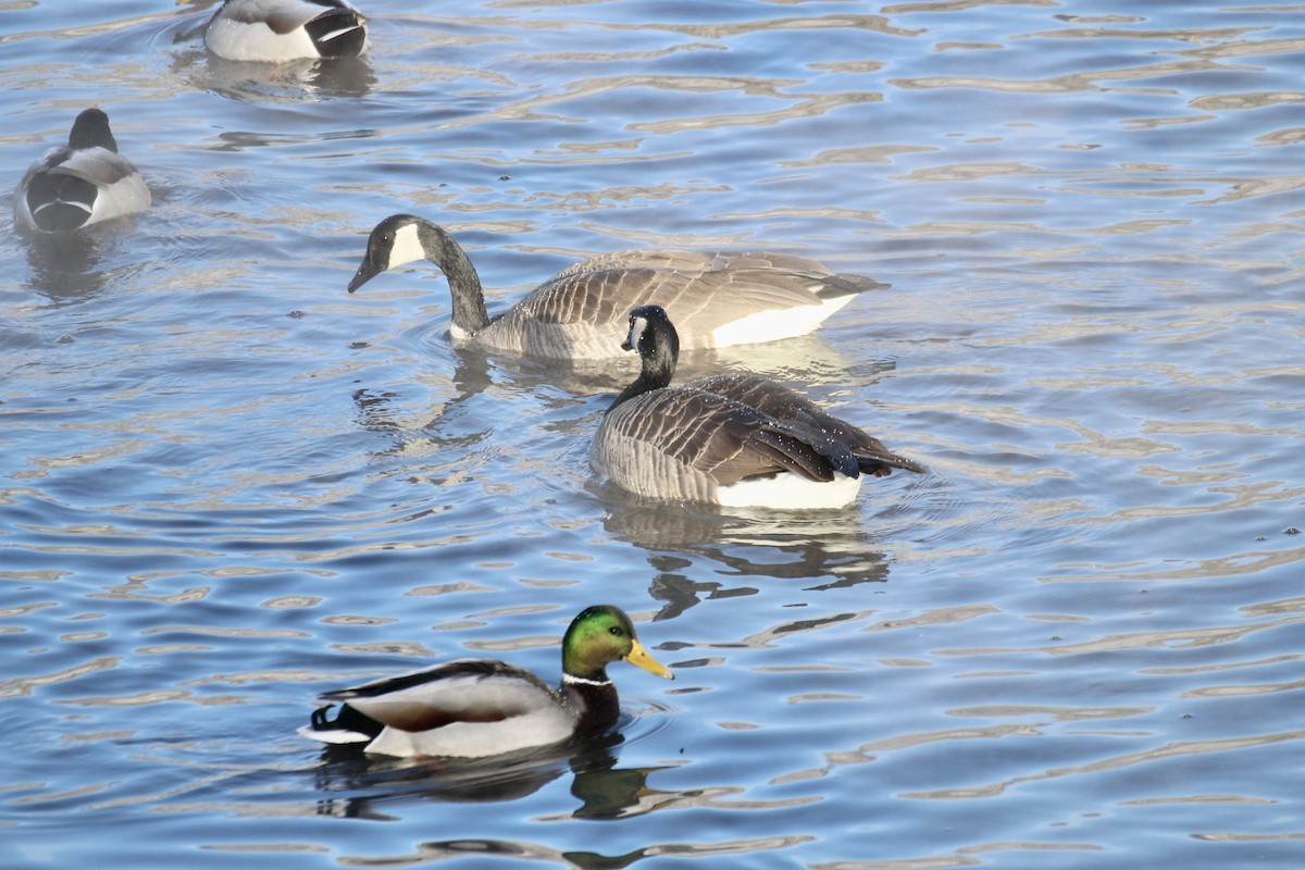 Canada Goose - ML646150992