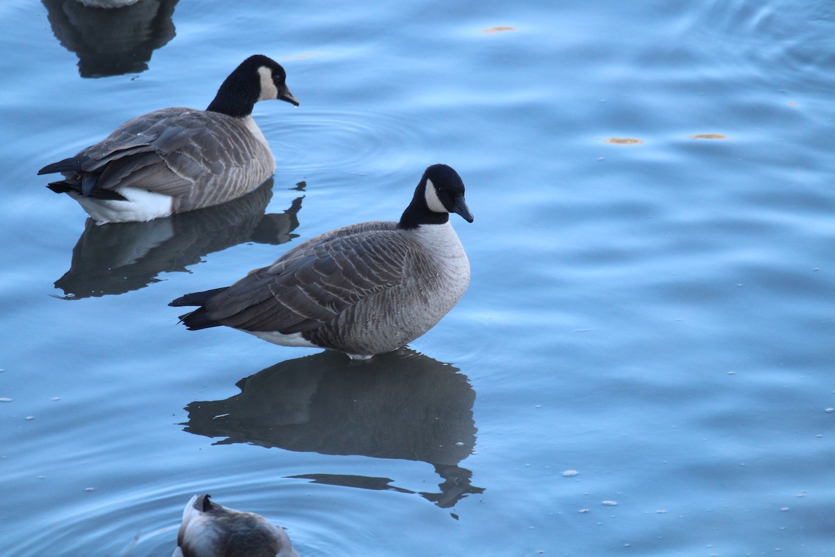 Canada Goose - ML646150993