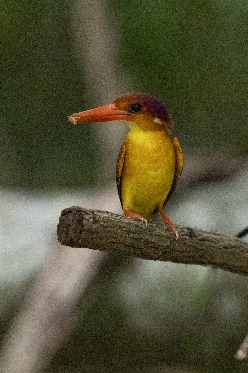 Rufous-backed Dwarf-Kingfisher - ML646150994
