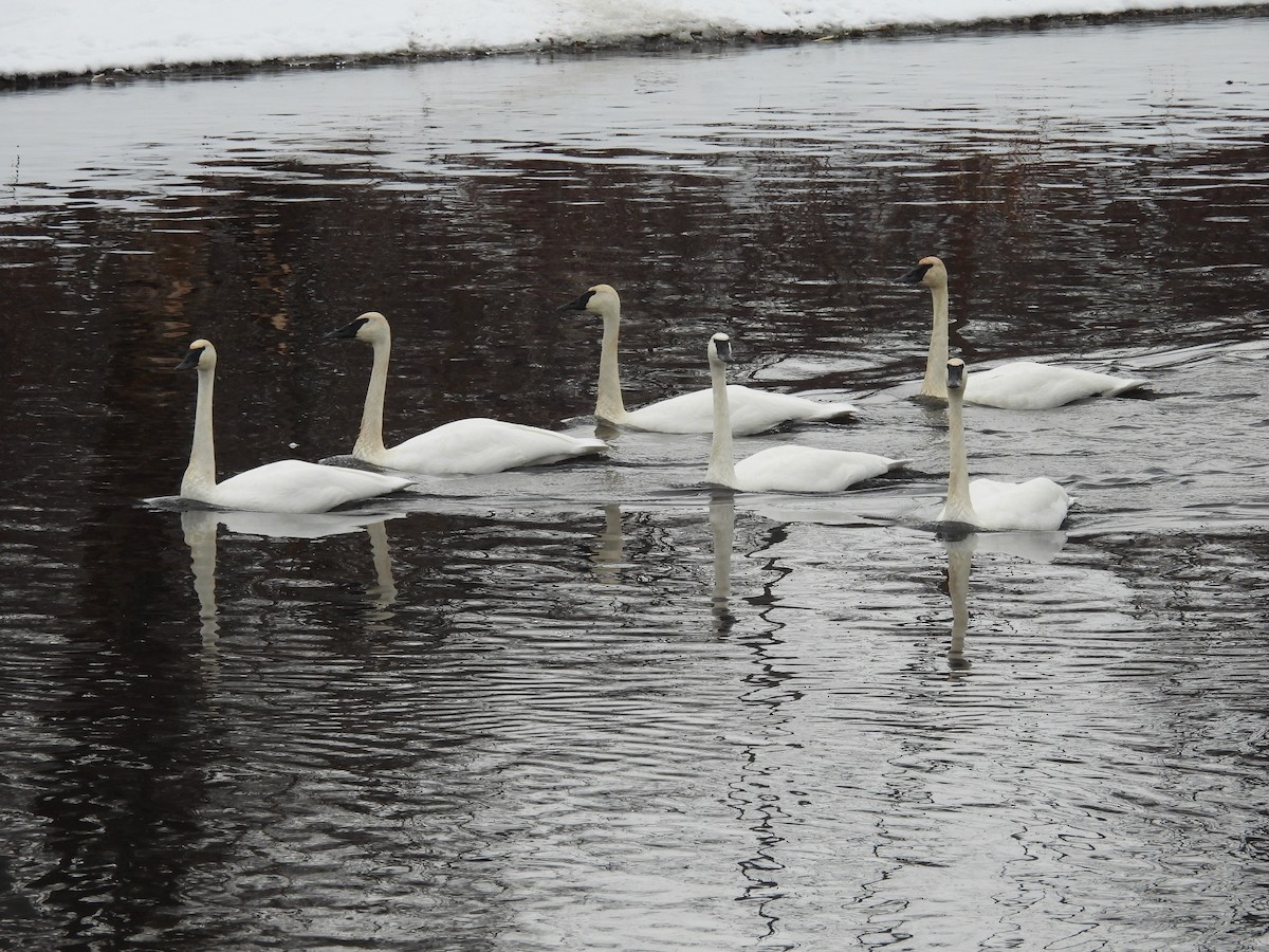 Trumpeter Swan - ML646150996