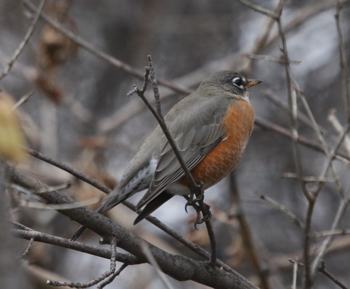 American Robin - ML646151008