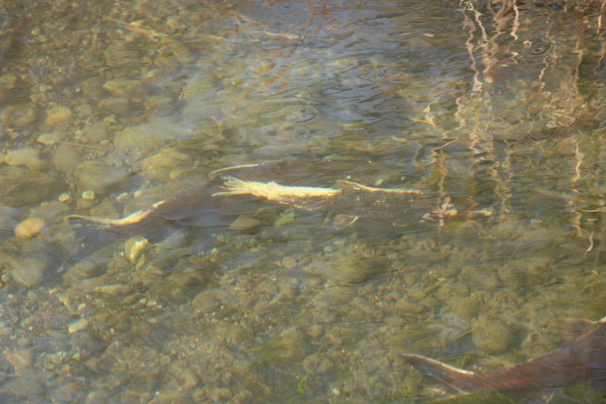 銀鮭 - ML646151011