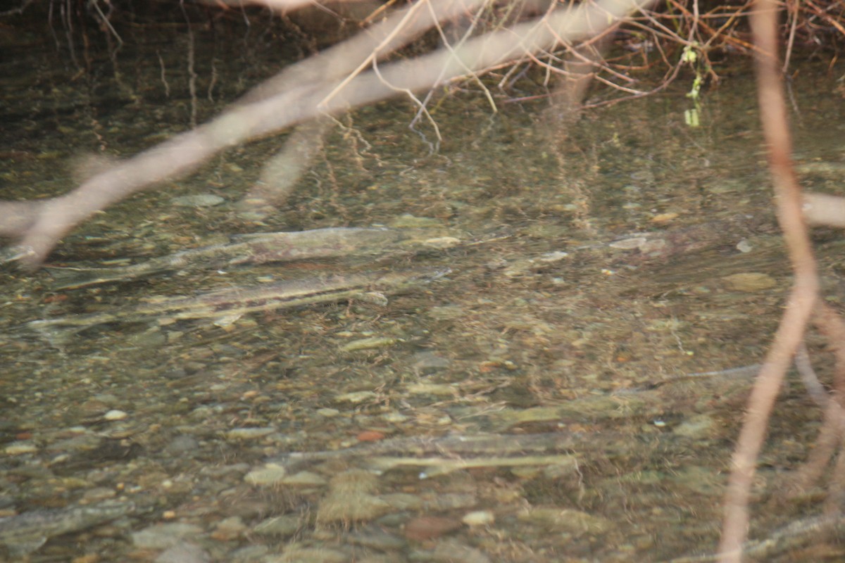 銀鮭 - ML646151012