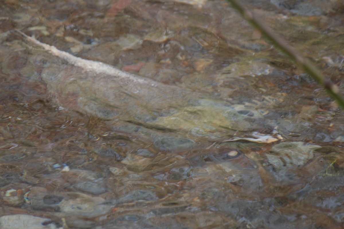 銀鮭 - ML646151013