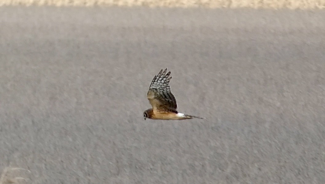 Northern Harrier - ML646151053
