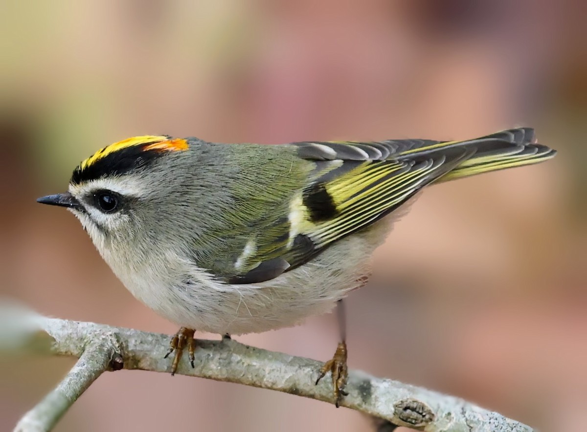 Golden-crowned Kinglet - ML646151054