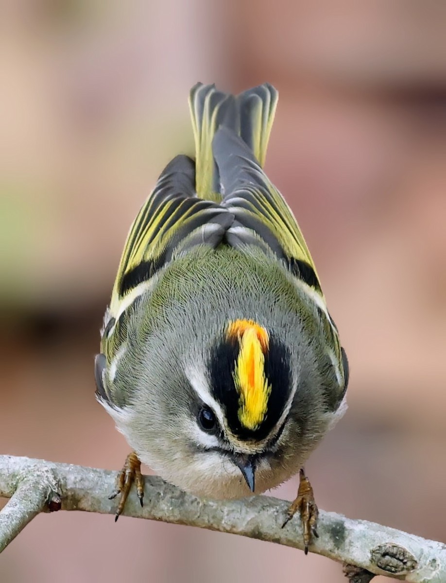 Golden-crowned Kinglet - ML646151056