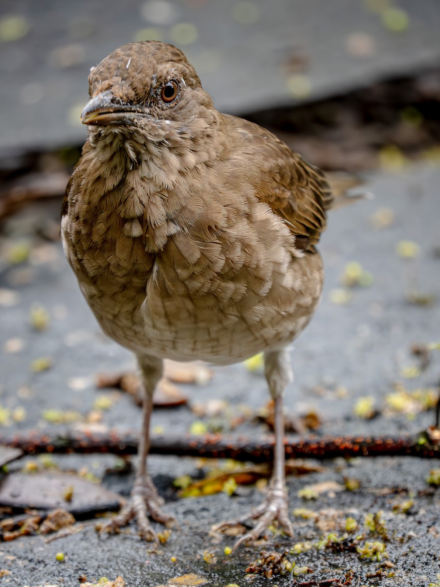 Black-billed Thrush - ML646151057
