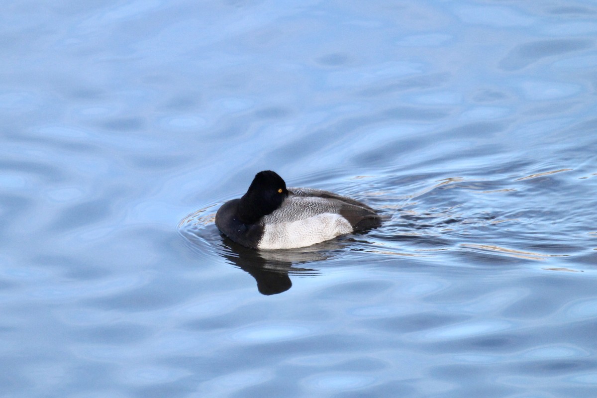 Lesser Scaup - ML646151058