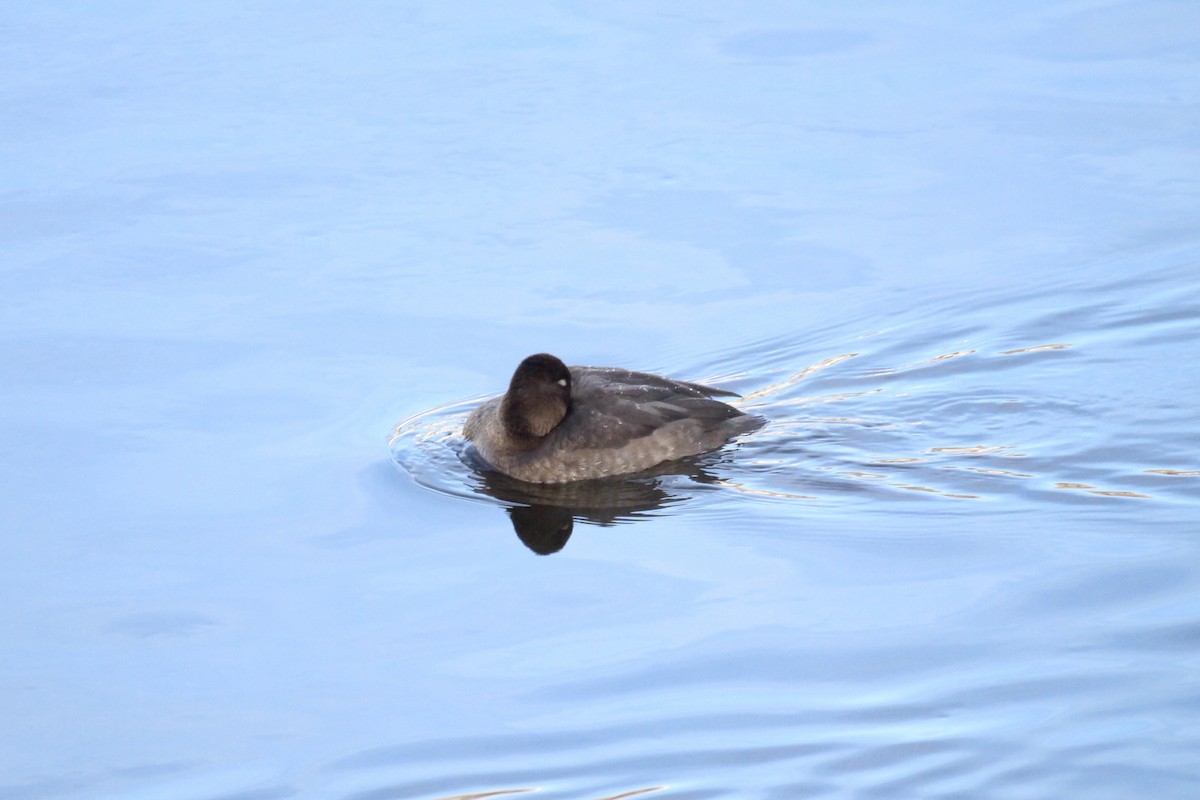 Lesser Scaup - ML646151059