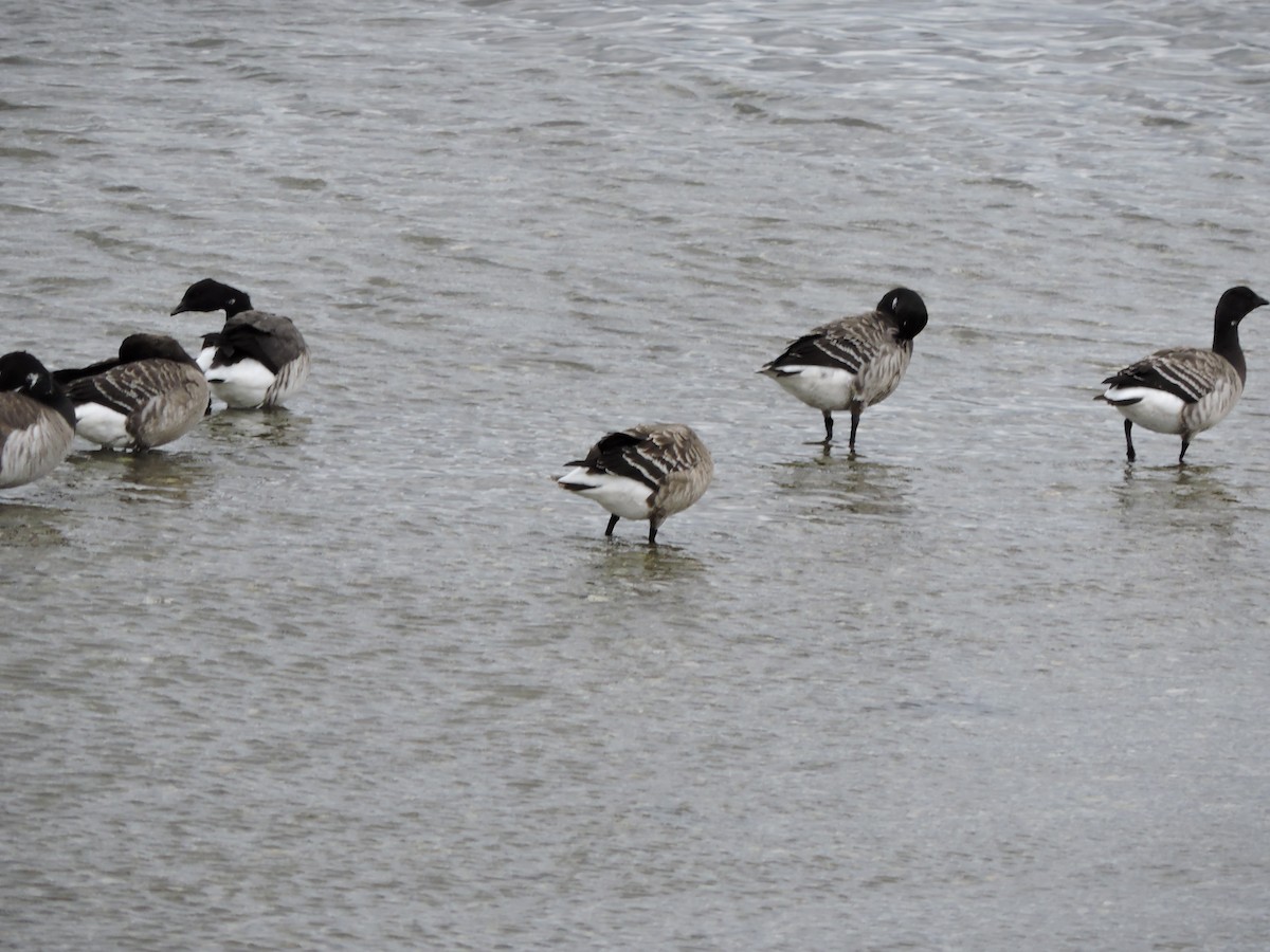 berneška tmavá - ML646151064