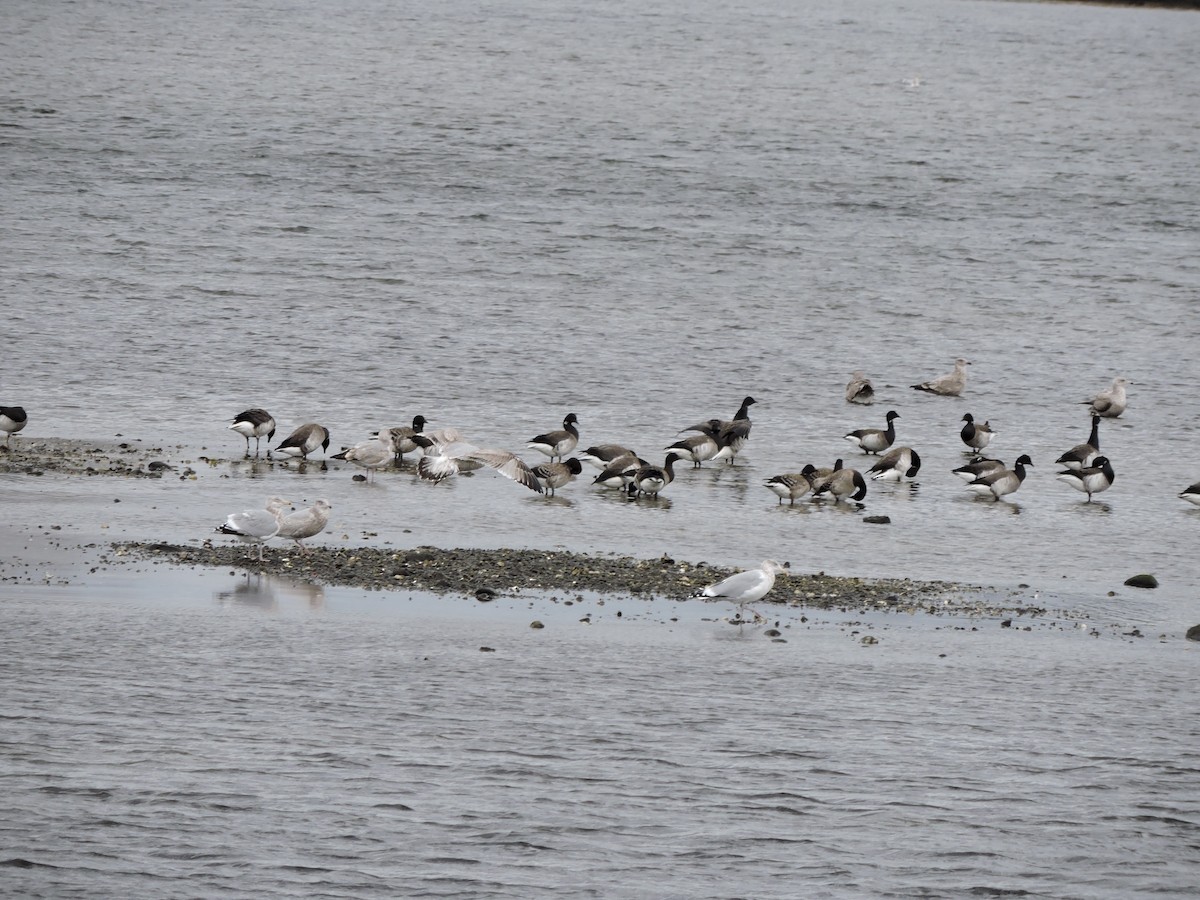 berneška tmavá - ML646151069