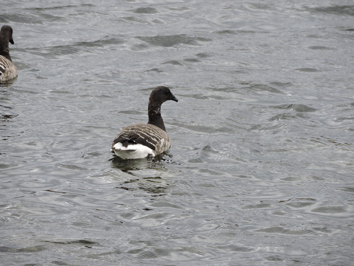 berneška tmavá - ML646151081