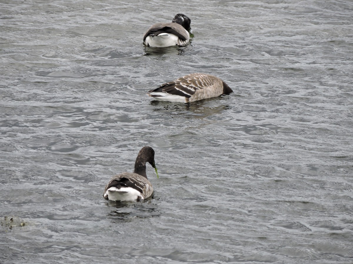 berneška tmavá - ML646151087