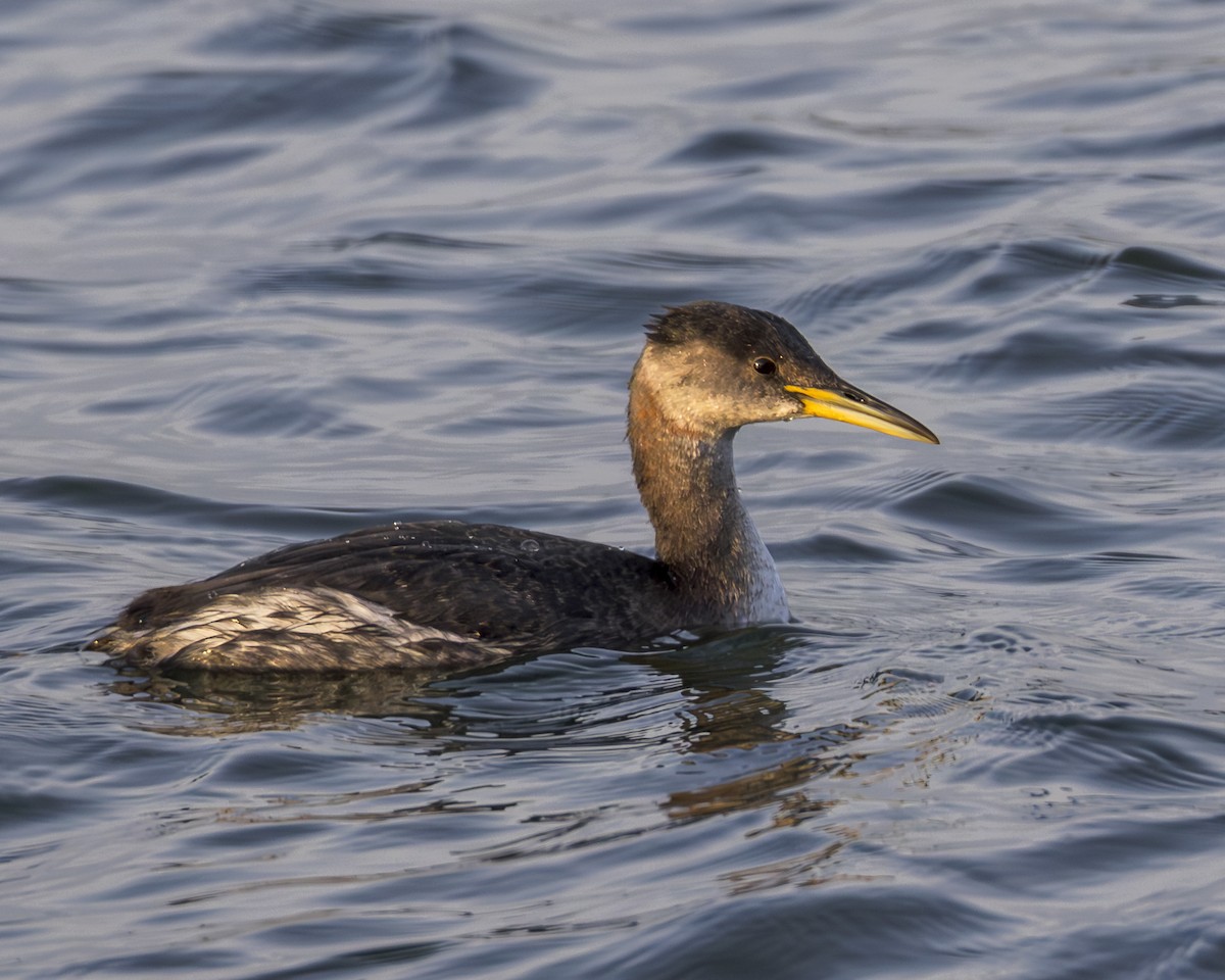 Kızıl Boyunlu Batağan - ML646151090