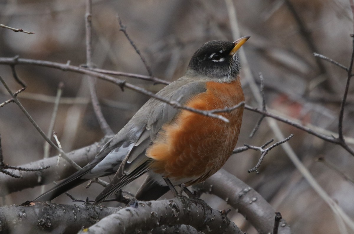 American Robin - ML646151096