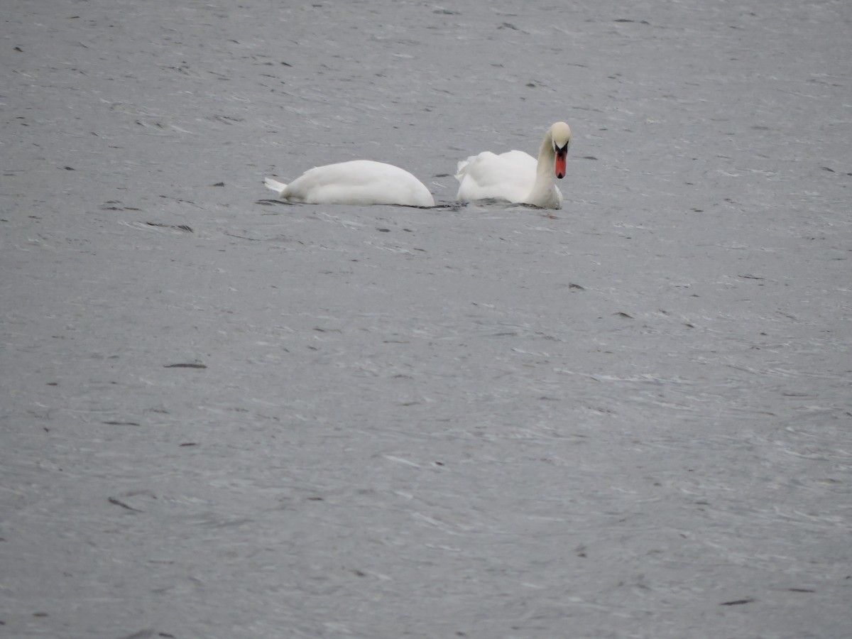 Cigno reale - ML646151101