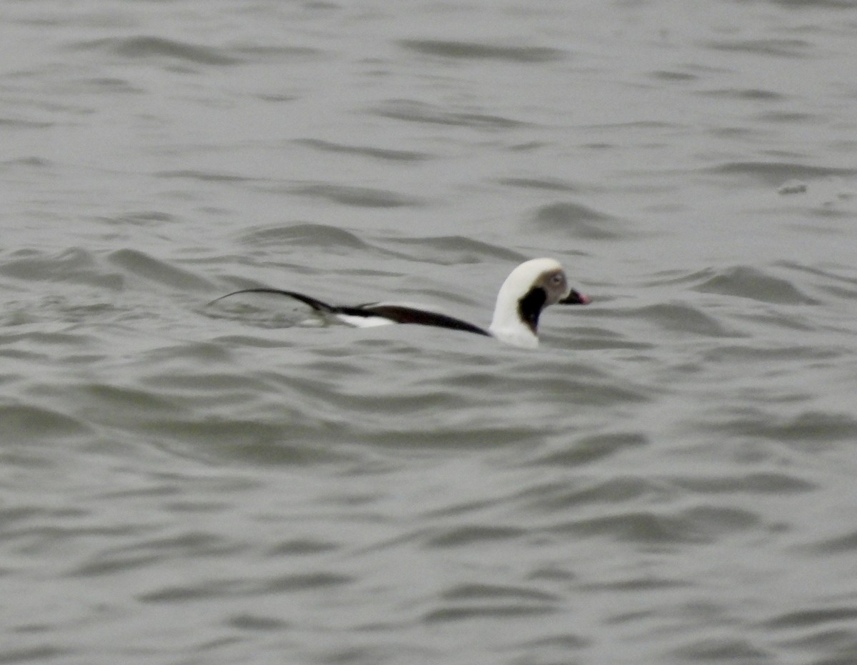 Long-tailed Duck - ML646151105