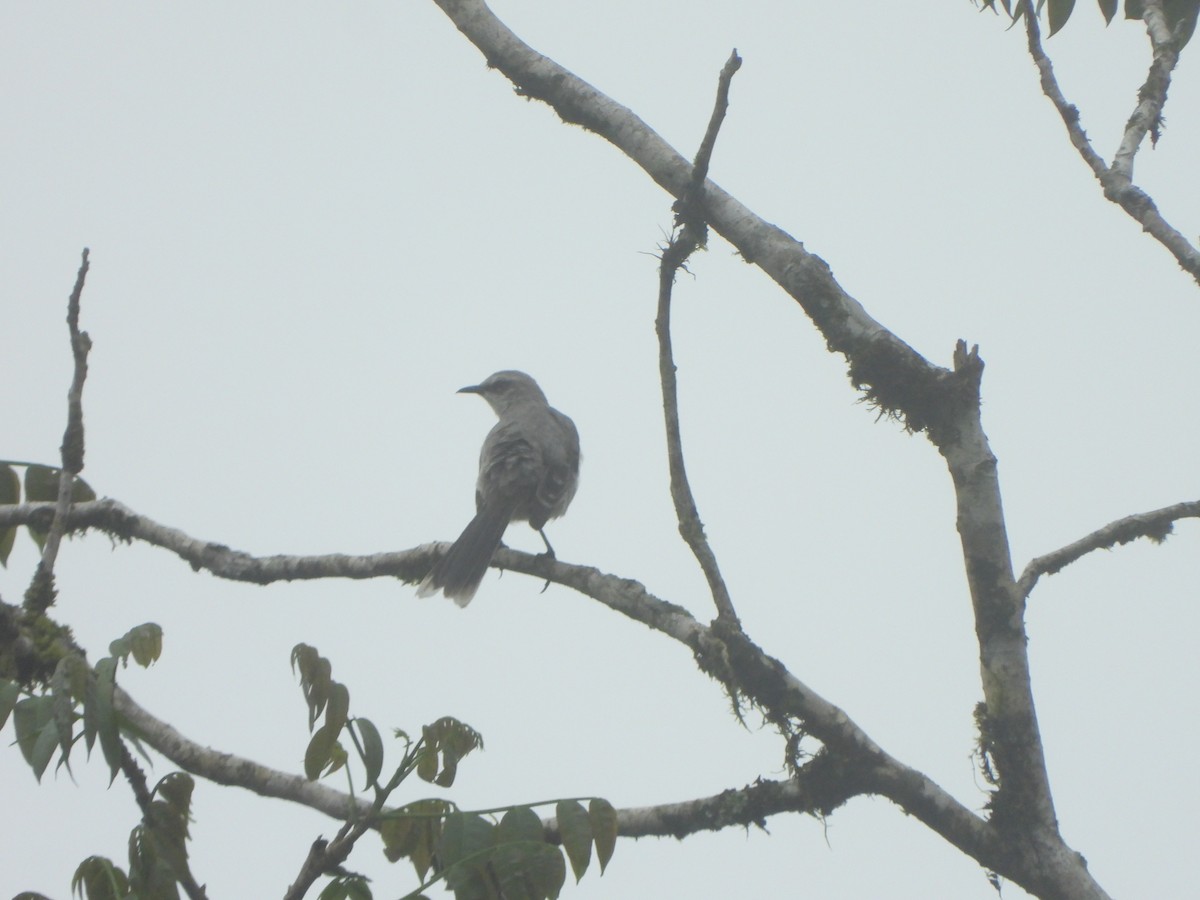 Tropikal Taklitçi - ML646151106